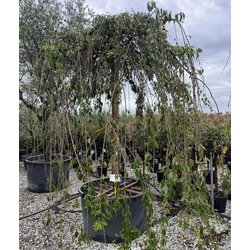 Csüngő díszcseresznye PRUNUS SUBHIRTELLA PENDULA T200 30/35 K285