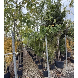 Rózsás akác  ROBINIA PSEUDOACACIA CASQUE ROUGE T200 12/14 K30