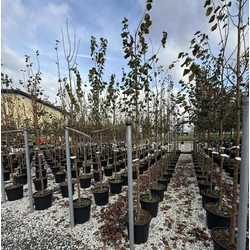 Kislevelű hárs   TILIA CORDATA GREENSPIRE T200 8/10 K30
