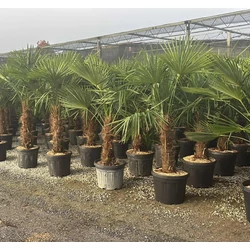 Kínai kenderpálma   CHAMAEROPS EXCELSA TR30/40 K25-30