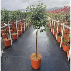 Téli bangita  VIBURNUM TINUS T1/2 K18