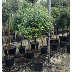 Téli bangita  VIBURNUM TINUS T1/2 60/70 K30