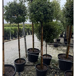 Téli bangita  VIBURNUM TINUS T3/4 60/70 K30