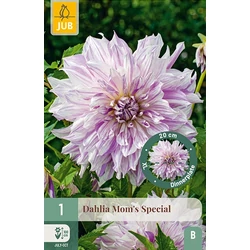 Virághagyma dália VIRÁGHAGYMA DAHLIA MOM'S SPECIAL 1DB/CSOMAG JUB 101290
