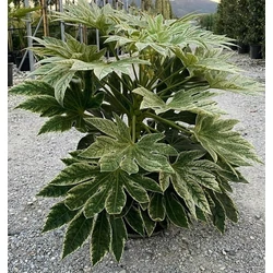 Japán arália FATSIA JAPONICA SPIDERS WEB K12