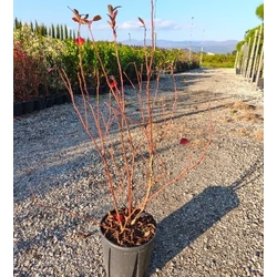 Áfonya VACCINIUM CORYMBOSUM K9
