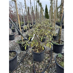 Papírcserje   EDGEWORTHIA CHRYSANTHA 60/80 K30