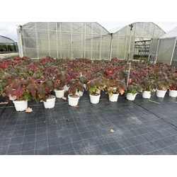 Tölgylevelű hortenzia  HYDRANGEA QUERCIFOLIA TARA K10