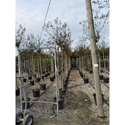 Kínai selyemmirtusz   LAGERSTROEMIA INDICA SUPERVIOLACEA 8/10 K30