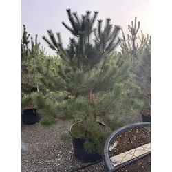 Osztrák feketefenyő   PINUS NIGRA AUSTRIACA 3 TÖRZSES 200/250 K150