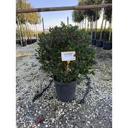 Közönséges magyal   ILEX MUTCHAGARA NELLIE R.STEVENS  GÖMB 60/80 K25