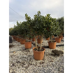 Közönséges magyal ILEX MUTCHAGARA NELLIE R.STEVENS  TÖBBTÖRZSES GOMBAFORMA 125/150 K55