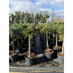 Henye boróka JUNIPERUS HORIZONTALIS PRINCE OF WALES T1/2 K25