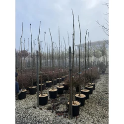 Nagylevelű császárfa PAULOWNIA TOMENTOSA 8/10 K30