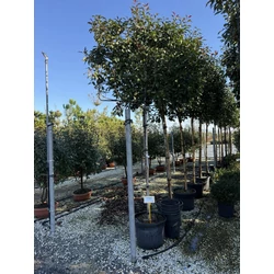 Örökzöld korallberkenye PHOTINIA FRASERI RED ROBIN T200 FAL 12/14 K70