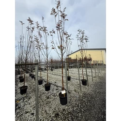 Madárberkenye   SORBUS AUCUPARIA WETTRA T200 10/12 K30