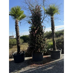 Kínai kenderpálma CHAMAEROPS EXCELSA TR220/240 K220