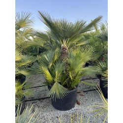 Törpe lószőrpálma CHAMAEROPS HUMILIS TÖBBTÖRZSES K230