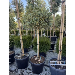 Közönséges magyal   ILEX AQUIFOLIUM ARGENTEOMARGINATA T1/2 K35