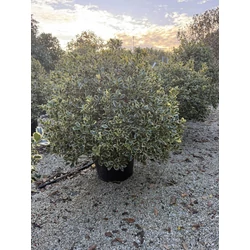 Közönséges magyal   ILEX AQUIFOLIUM ARGENTEOMARGINATA GÖMB 100CM K50