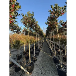 Magyal  ILEX MUTCHAGARA NELLIE R. STEVENS T200 8/10 K45