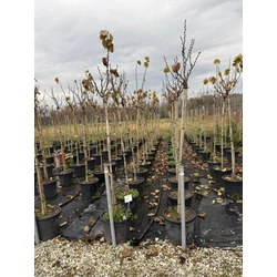Kínai júdásfa    CERCIS CHINENSIS AVONDALE T120 K30