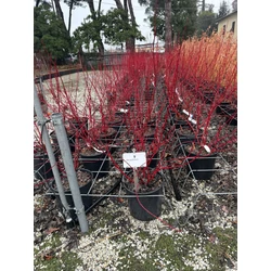 Fehér som  CORNUS ALBA BATON ROUGE K10 
