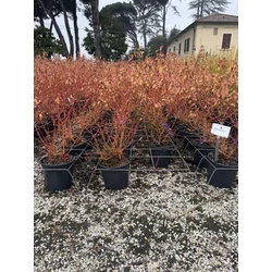 Emeletes som  CORNUS CONTROVERSA WINTER ORANGE K10