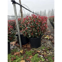 Örökzöld korallberkenye  PHOTINIA FRASERI LITTLE RED ROBIN GÖMB K30