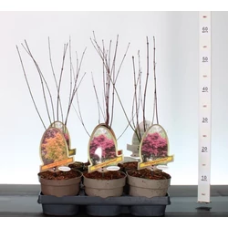 Japán juhar    ACER PALMATUM FAJTÁK 40/+ CS15