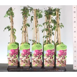 Ötlevelű akébia   AKEBIA QUINATA 60/CM K2