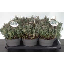 Tőzegrozmaring     ANDROMEDIA POLIFOLIA BLUE ICE 25/30 CS17