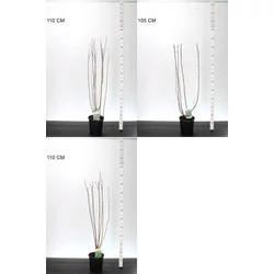 Fekete törpeberkenye   ARONIA PRUNIFOLIA FAJTÁK 60/80 K3