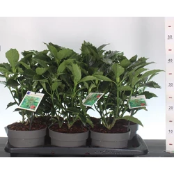 Japán babérsom    AUCUBA JAPONICA ROZANNIE 30/35 CS17