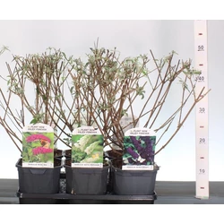 Nyári orgona  BUDDLEJA DAVIDII FAJTÁK 40/50 K2