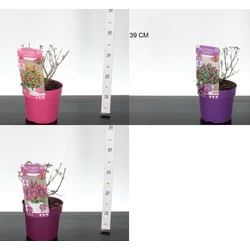 Nyári orgona  BUDDLEIA DAVIDII BUTTERFLY CANDY 20/30 K3