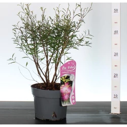 Balkon selyemakác  CALLIANDRA SURINAMENSIS DIXIE PINK 30CM K3