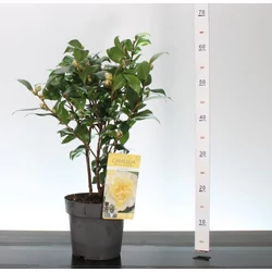 Kamélia    CAMELLIA JAPONICA JULLIS YELLOW 40/50 K3