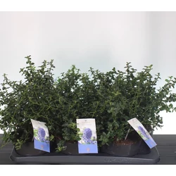 Kék táskavirág  CEANOTHUS THYRSIFLORUS REPENS 25/+ K2