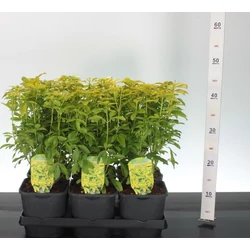 Mexikói narancsvirág   CHOISYA TERNATA BRICA 20/25 K2