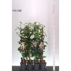 Kerti iszalag  CLEMATIS ARMANDII 90CM K2