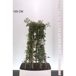 Iszalag    CLEMATIS CARTMANII AVALANCHE 90CM K2