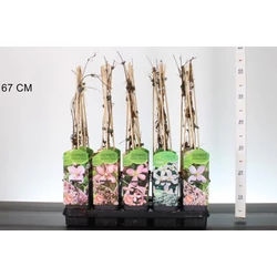 Hegyi iszalag   CLEMATIS MONTANA FAJTÁK 60CM K2