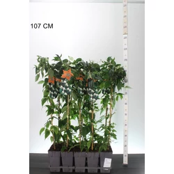 Iszalag     CLEMATIS WINTER BEAUTY 90CM K2