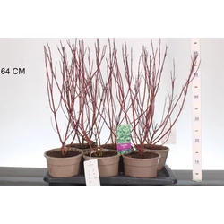 Fehér som CORNUS ALBA ELEGANTISSIMA 40/+ CS17