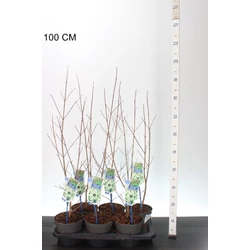 Csillagsom   CORNUS KOUSA CHINENSIS 30/35 CS17
