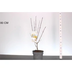 Húsos som  CORNUS MAS 40/60 K3