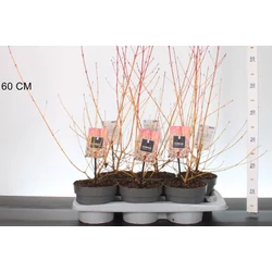 Veresgyűrűs som CORNUS SANGUINEA MIDWINTER FIRE 30/40 K2
