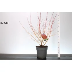 Veresgyűrűs som  CORNUS SANGUINEA MIDWINTER FIRE 50/60 K7
