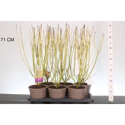 Sárgavesszőjű som    CORNUS STOLONIFERA FLAVIRAMEA 40CM CS17